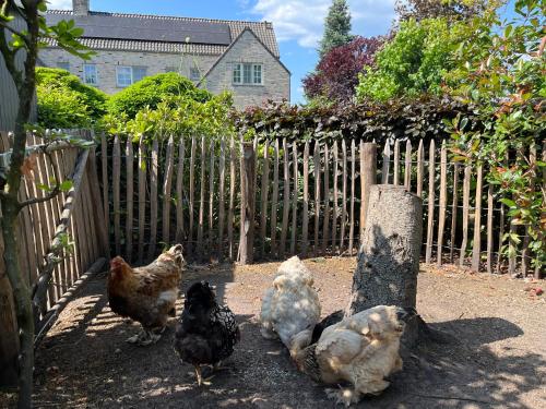 a group of chickens standing in front of a fence at Sfeervol familielandhuis in de groene Kempen in Baarle-Hertog