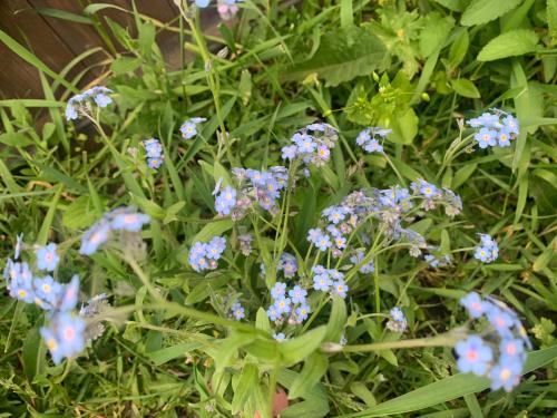 Une bande de fleurs bleues dans l'herbe dans l'établissement Guest House Oxygen, à Kazbegi