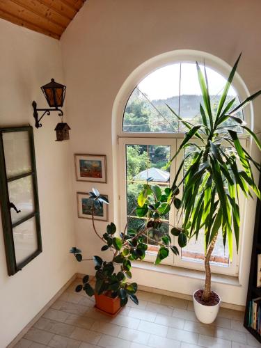 a room with a large window and a potted plant at Appartement Landhaus Felsenkeller in Sankt Kanzian