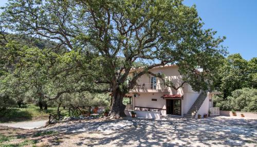 a house with a large tree in front of it at Antartisa B&B in Límni