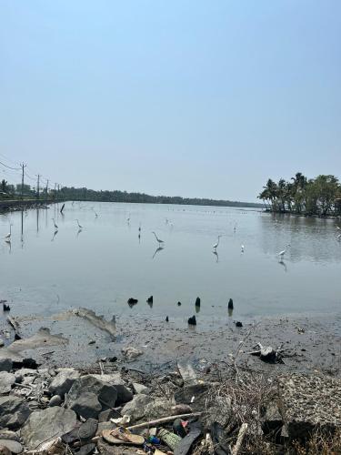 a group of birds swimming in a body of water at Sunshine Beach Villa - Kuzhuppilly in Cherai Beach