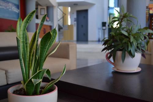 two potted plants are sitting on a table at Palladion in Adelianos Kampos