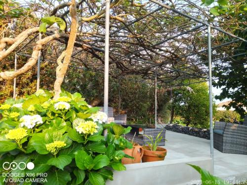 a garden with flowers and plants on a table at Quinta da Maria in Horta