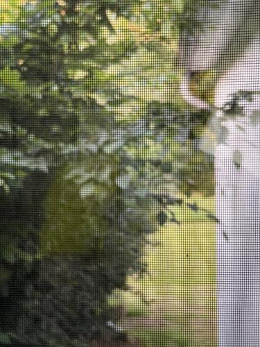 a screened in window with trees in the background at Gästehaus Sille in Morsbach - Holpe in Morsbach