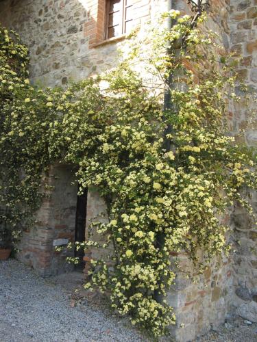 a plant with white flowers growing on the side of a building at Sant'Antonio in Volterra