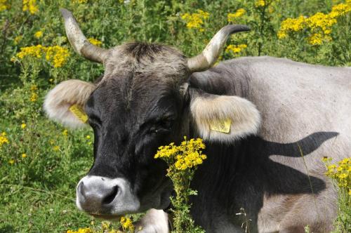 a cow with horns standing in a field of flowers at Haus Elisabeth in Neustift im Stubaital