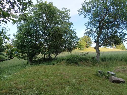 a field with trees and a bench in the grass at chaloupka Karolinka in Karolinka