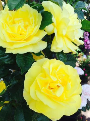a group of yellow roses with green leaves at Hotel Le Festival in Cannes