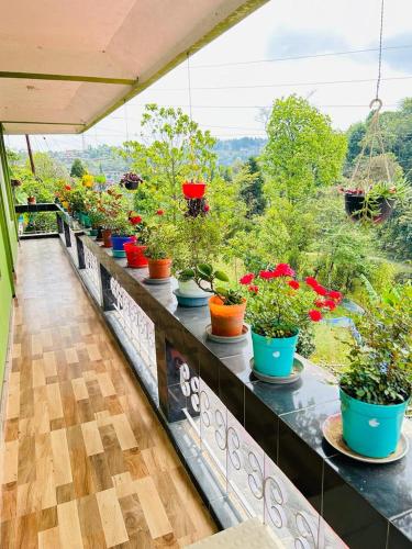 a balcony with a bunch of potted plants on it at Mirik Homestay in Mirik