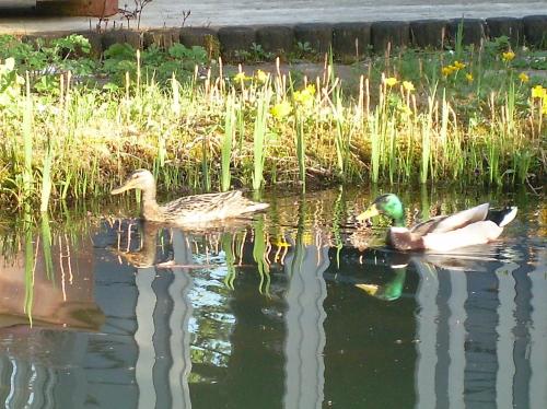 two ducks swimming in the water near some grass at Ferienwohnung im Gartenparadies in Eurasburg
