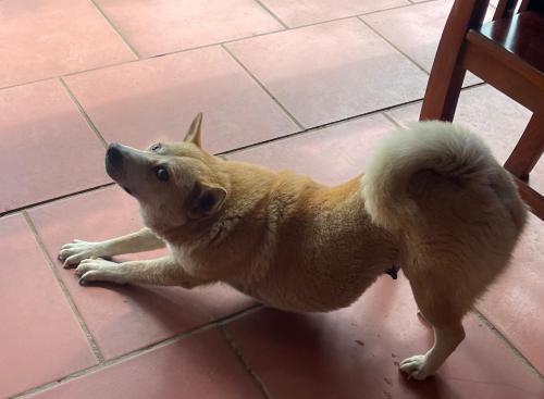 a brown dog laying on the floor next to a chair at Pu Luong Jungle Lodge in Pu Luong
