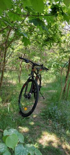 a bike parked on a trail in the woods at Ośrodek Wypoczynkowy Nad Brdą in Tuchola