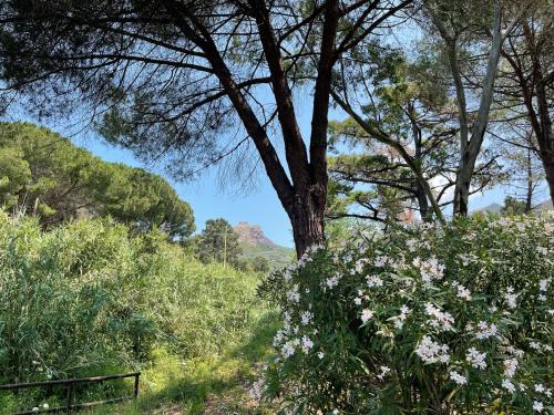 a tree on a hill with flowers and trees at The Old Mill with Private Garden and Torrent in Portoferraio