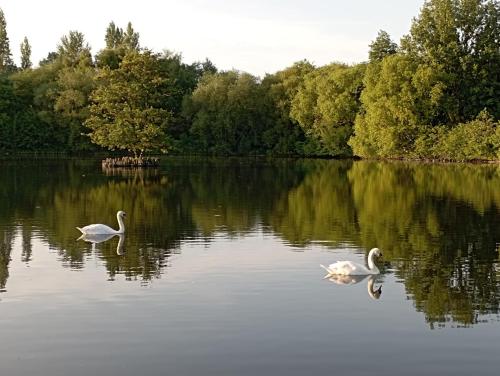 two swans swimming in a lake with trees in the background at Beautiful Perry Barr room in Birmingham