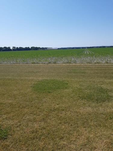 un campo de hierba con un campo de cultivos en De Bizon, en Warmenhuizen