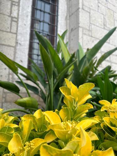 a group of yellow flowers in front of a building at Pupa Alaçatı Butik Otel in Cesme