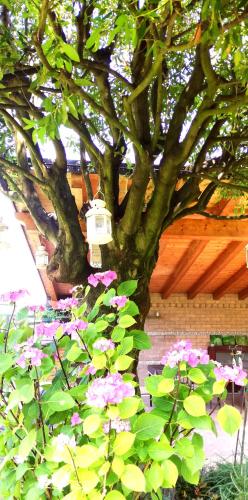 a tree with pink flowers in front of a tree at Su Misura in Molini