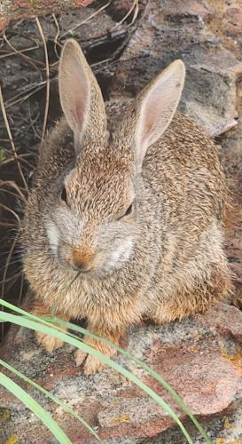 a small brown rabbit sitting on some rocks at Ka Tembe Self Catering Lodge in Polokwane