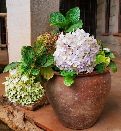 Fotografie z fotogalerie ubytování Edaala Comfort - Cottage Rooms v destinaci Nairobi