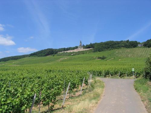 a path through a vineyard with a monument on a hill at Hotel Schön in Aßmannshausen