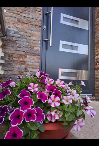 a pot of flowers in front of a door at Happy House in Belgrade