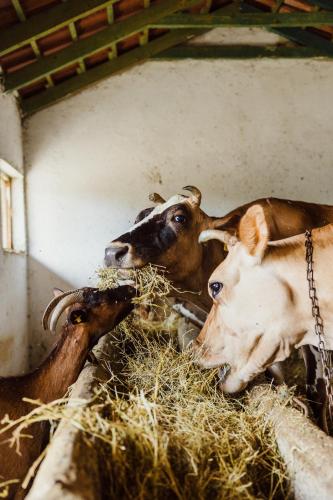 a group of cows eating hay in a barn at Blerina's Agritourism Concept in Laknas