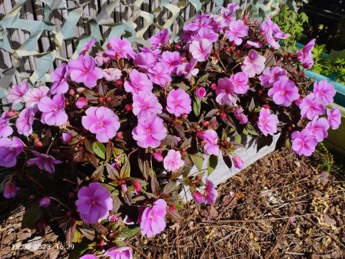 a bunch of pink flowers in a white basket at Limor-resident in Qasrîne