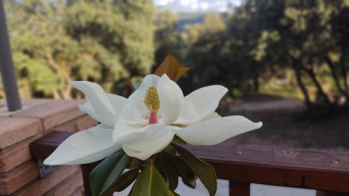 a white flower sitting on top of a fence at CR La Carrasca in Riópar