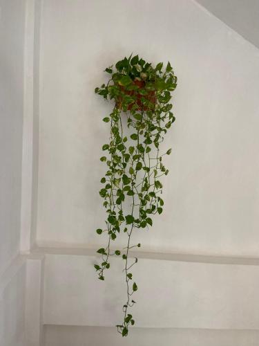 a green plant hanging from a wall at HOTEL EL CORAL in Punta Mita