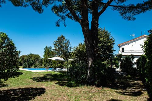 a view of a tree and a swimming pool at Terre Etrusche Guest House-Terme -3 minuti da Viterbo centro in Viterbo