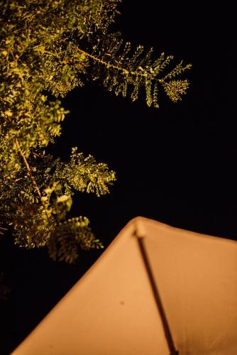 a close up of a tree and an umbrella at Glamping Sunset Hill Salamina-Caldas in Aranzazu