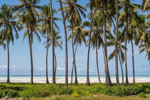 a row of palm trees on the beach at TASNEEM islamic luxury suites in Jambiani