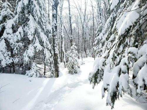 a snow covered forest with trees covered in snow at Chalet NABU L'Ours - Rivière - Billard in Saint-Alexis-des-Monts