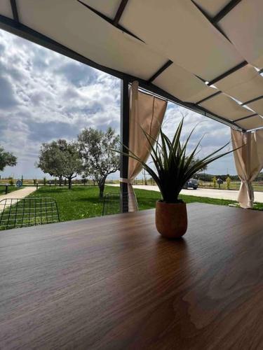 a potted plant sitting on a table in front of a window at •Naiades Villas• Odysseus• in Ladharió