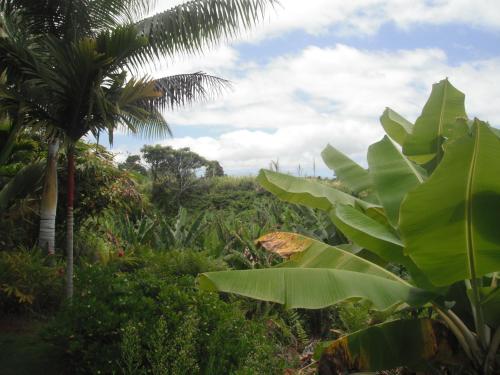Island Goode's - Luxury Adult Only Accommodation near Hiloにある庭