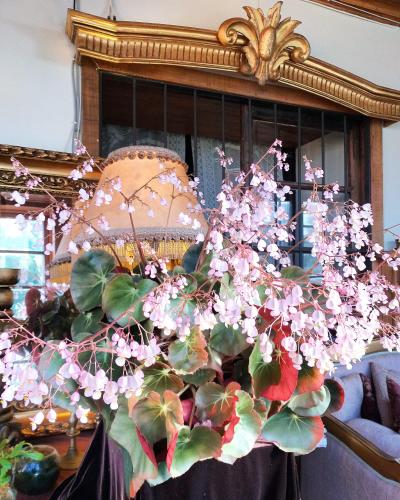 a plant on a table in front of a mirror at A Hotel Boutique Pelluhue in Pelluhue