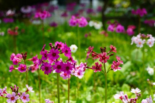 a group of pink and white flowers in a field at Kyukamura Nikko-Yumoto in Nikko