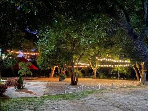 a row of trees with lights in a park at night at Cabaña Villa Mary-Aguachica in Aguachica