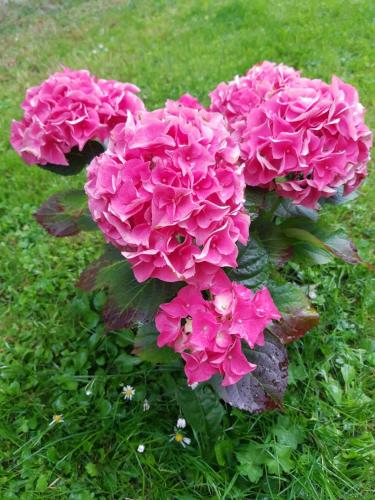 a bunch of pink flowers in the grass at Casa cu Flori in Buşteni