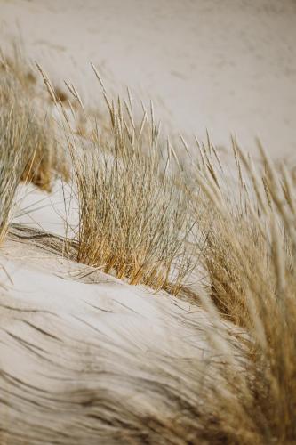a field of tall grass on a beach at Boho Sfera in Kopalino