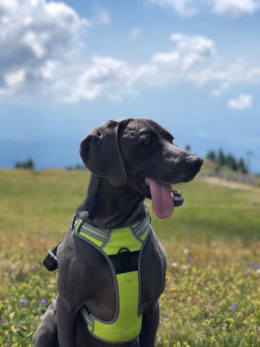 a dog wearing a yellow vest in a field at Appartment Rosennock in Sankt Oswald