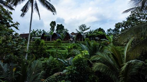 Galeriebild der Unterkunft Omah Bapak Ijen Eco House in Licin