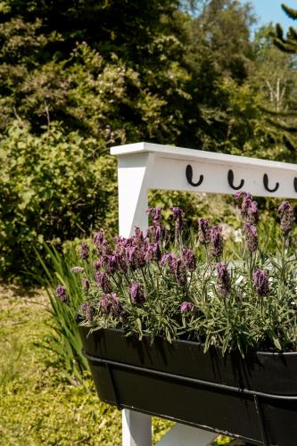 a flower box with purple flowers in it at VILLA BRATTHOLMEN in Brattholmen
