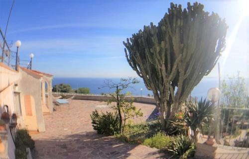 a palm tree sitting on the side of a house at Appartamenti Miramare in Collina in Ischia
