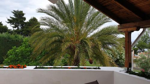 Un jardín fuera de Amparoudes
