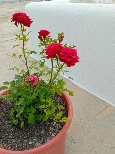 a flower pot with red flowers in it at elena in Adamas