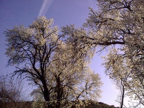 two trees with white leaves in the sky at Loft Rural Cirueches 19 in Carabias