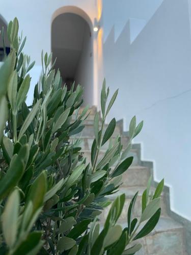 a green plant in front of a stone wall at Villa Maniati Studios in ayios Petros