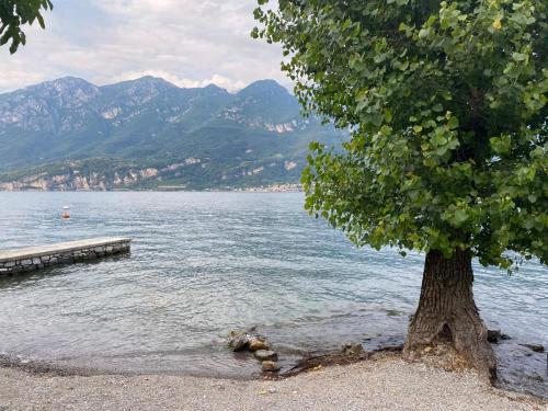 a tree sitting on the shore of a body of water at Al Cottage in Oliveto Lario
