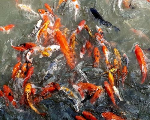 a group of koi fish swimming in the water at Phukasa Valley Maesot in Ban Mae Kasa